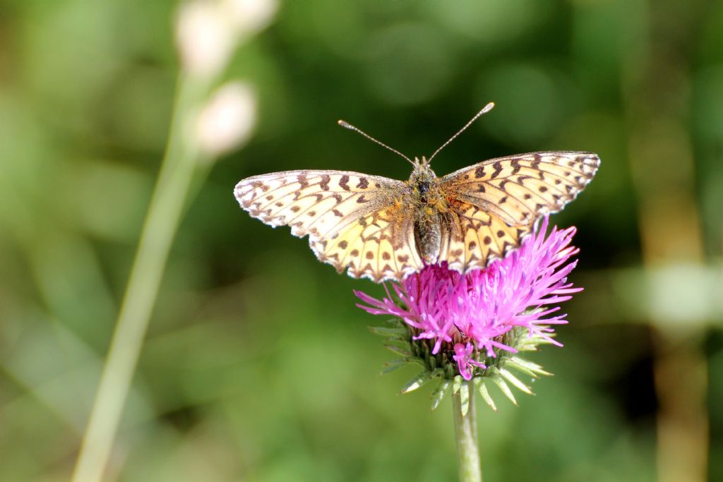 Boloria? S, Boloria (Clossiana) titania